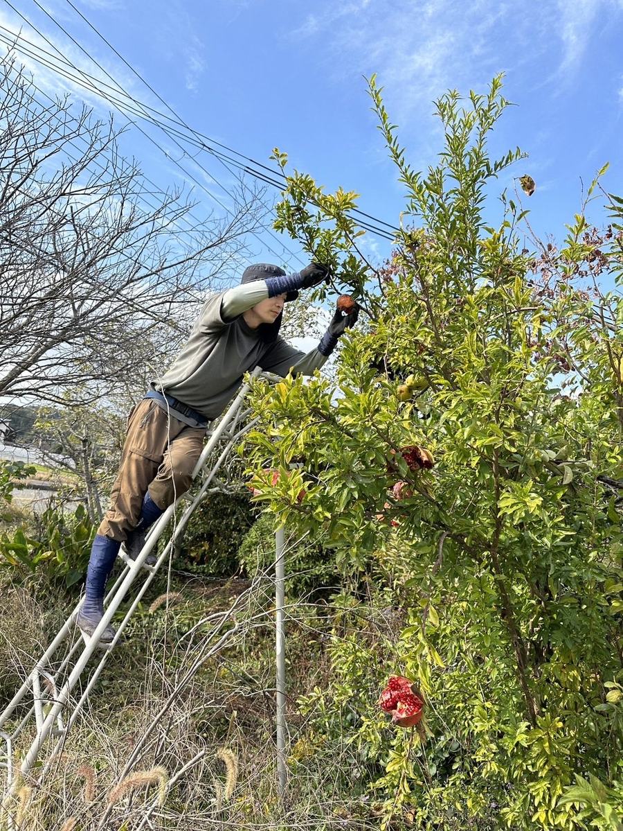 現場で剪定作業をするようすけ